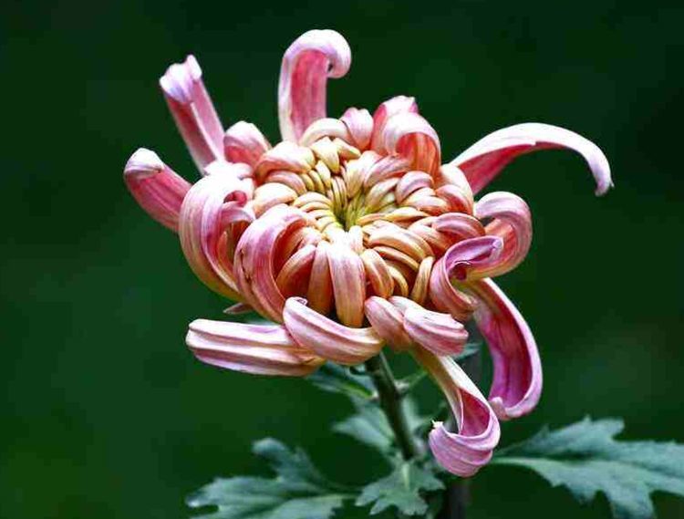 喜歡菊花,不如養盆鳥尾花,花形優美,養在客廳超美