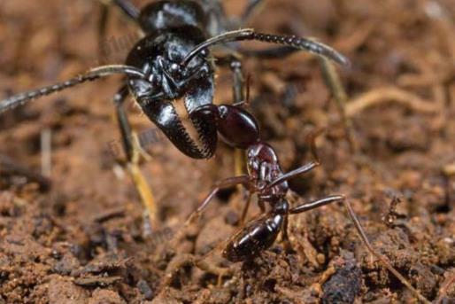 远古时期的巨型蚂蚁竟然深藏剧毒成危害