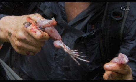 蝙蝠一种极度危险食物贝爷在节目中早就提醒过
