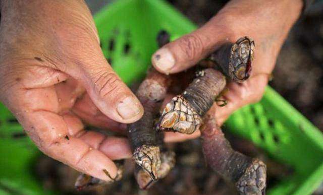 有个在捡这个东西的人说,菇凉这可是好东西,这叫佛爪,也叫狗爪螺,加工