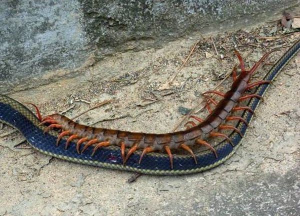 大蜈蚣与大黄蜂齐战菜花蛇,结局却让人意外