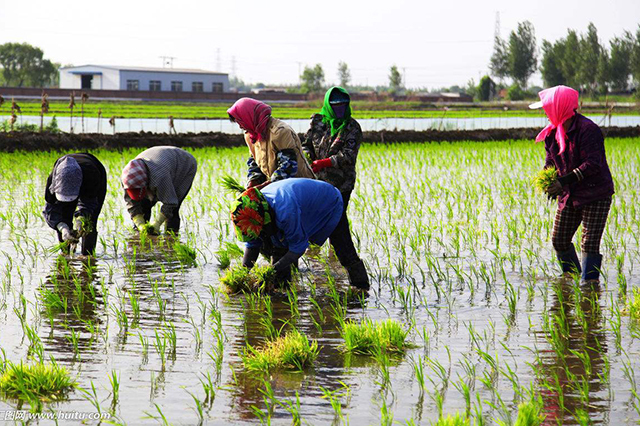 在农村农民若有十亩水稻田，没遇灾年把粮食都卖了，能赚多少钱？