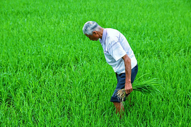 在农村农民若有十亩水稻田，没遇灾年把粮食都卖了，能赚多少钱？