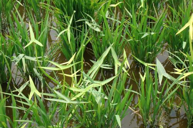 在农村农民若有十亩水稻田，没遇灾年把粮食都卖了，能赚多少钱？