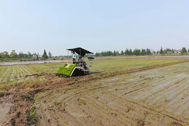 在农村农民若有十亩水稻田，没遇灾年把粮食都卖了，能赚多少钱？