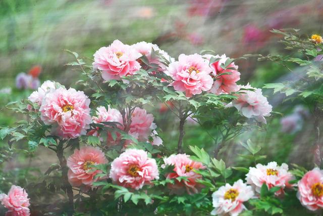 正月十五 厄运退散 富贵花开并枝头 这几类人事业晋升扬眉吐气 天蝎座 白羊 星座 新浪新闻 正月十五 厄运退散 富贵花开并枝头 这几类人事业晋升扬眉吐气 天蝎座 白羊 星座 新浪新闻