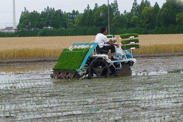 在农村农民若有十亩水稻田，没遇灾年把粮食都卖了，能赚多少钱？