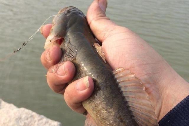 河里钓了几条鱼,老大爷叫它"蟹虎鱼",这些鱼能吃吗,求鉴定