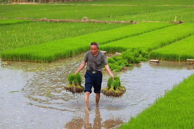 在农村农民若有十亩水稻田，没遇灾年把粮食都卖了，能赚多少钱？