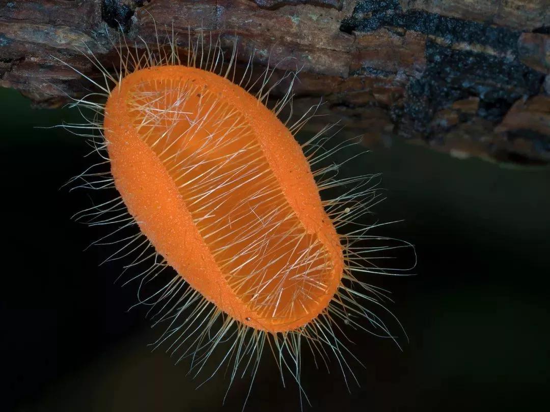 美翻了跟着镜头探秘美丽的真菌世界