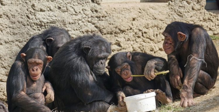 黑猩猩:黑猩猩能使用简单工具,是已知仅次于人类的最聪慧的动物
