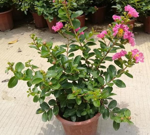 紫薇花盆景该如何养护2个小动作让它枝繁叶茂花团锦簇