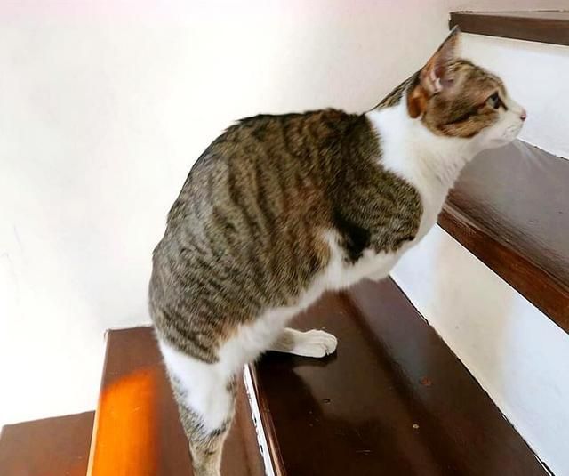 流浪猫捕鸟时不慎触电,被女子救活却丧失前腿,练了5年才能爬楼