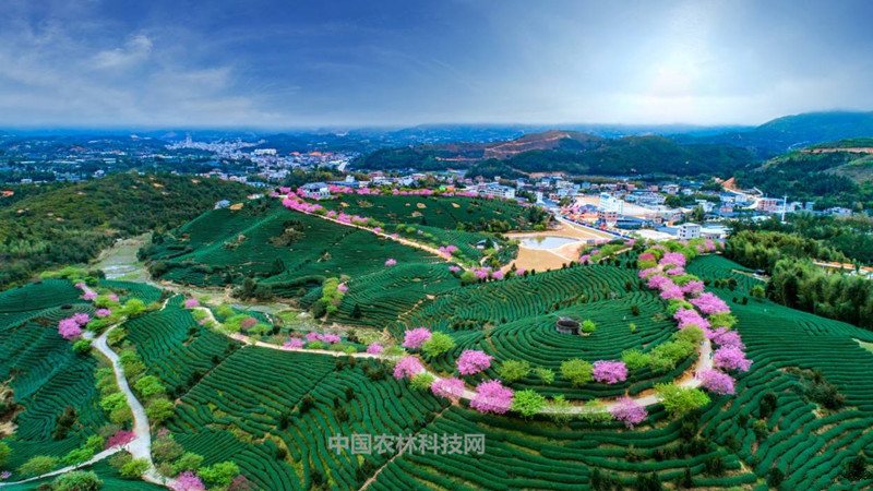 漳平市,隶属福建省龙岩市,是闽西距离闽南金三角最近的县级市.