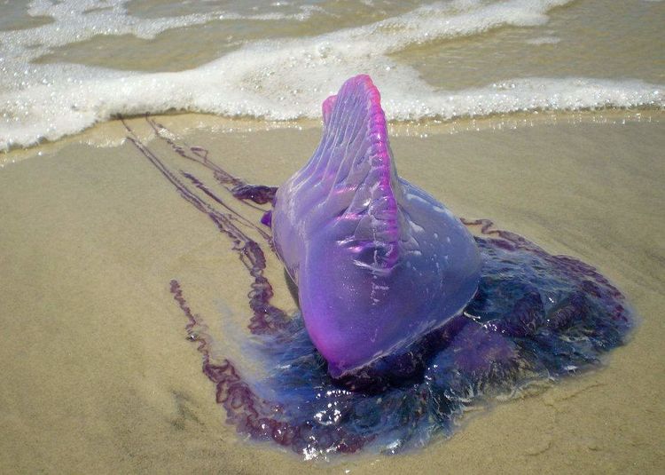 世界上最毒的水母,一旦被蜇伤,就会立即休克