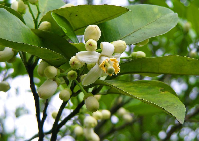柚子降低血糖,化痰止咳,果农种植柚子过程中,如何保花保果呢?