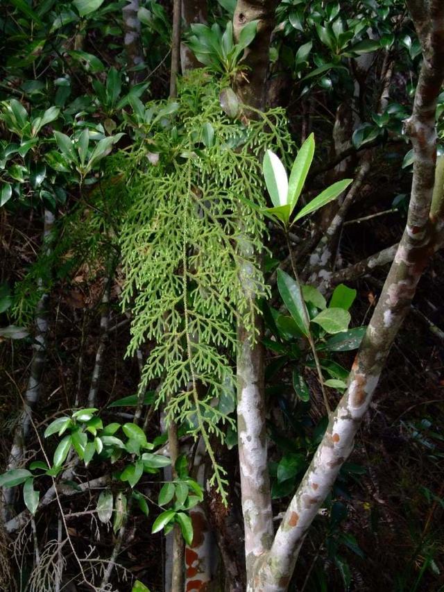平平无奇蜈蚣草价值却极高这种野草像蜈蚣野外遇到不能踩