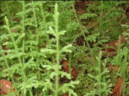 平平无奇蜈蚣草价值却极高这种野草像蜈蚣野外遇到不能踩