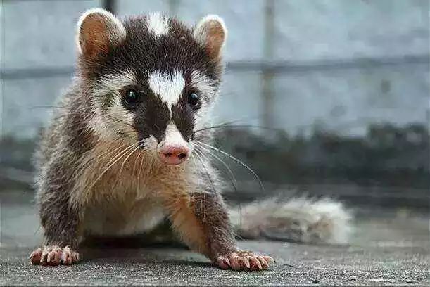 野生动物|浣熊_新浪科技_新浪网