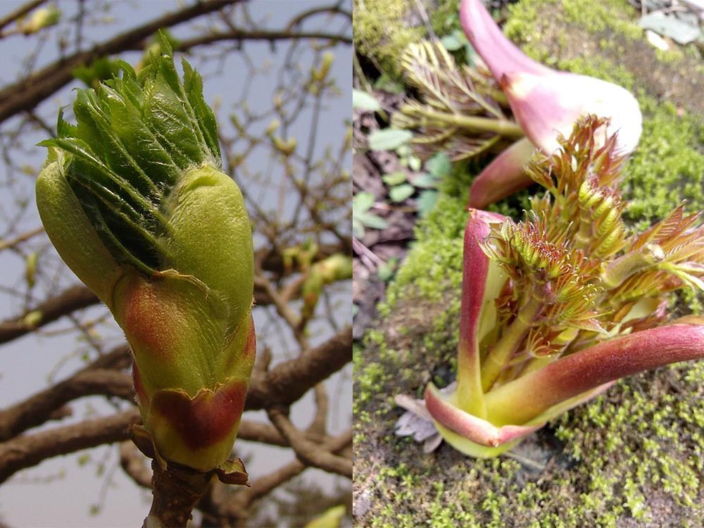 刺楸的吃法比较简单,然后清炒或是打汤均可,味道清香可口