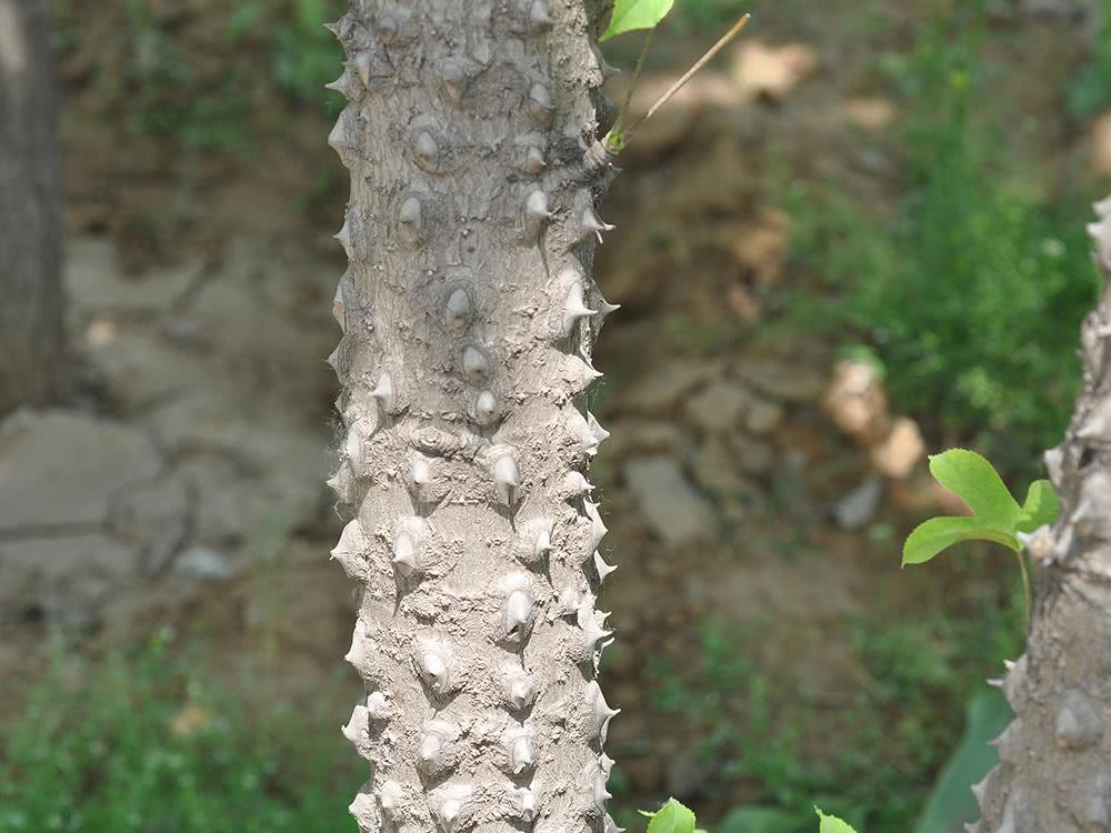 刺楸的吃法比较简单,然后清炒或是打汤均可,味道清香可口