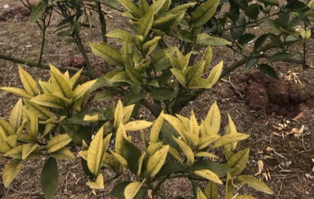 柑橘叶片黄化有斑点怎么办?喷施杀菌剂和叶面肥可防治