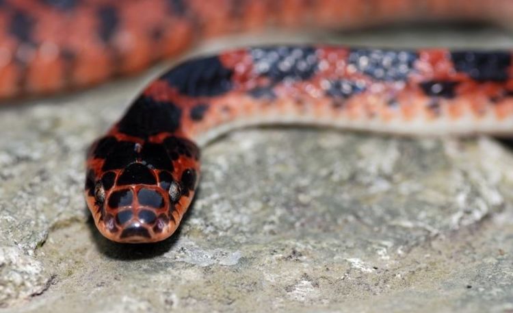 除大洋洲外,世界陆地上最毒的毒蛇,咬人时从不警告