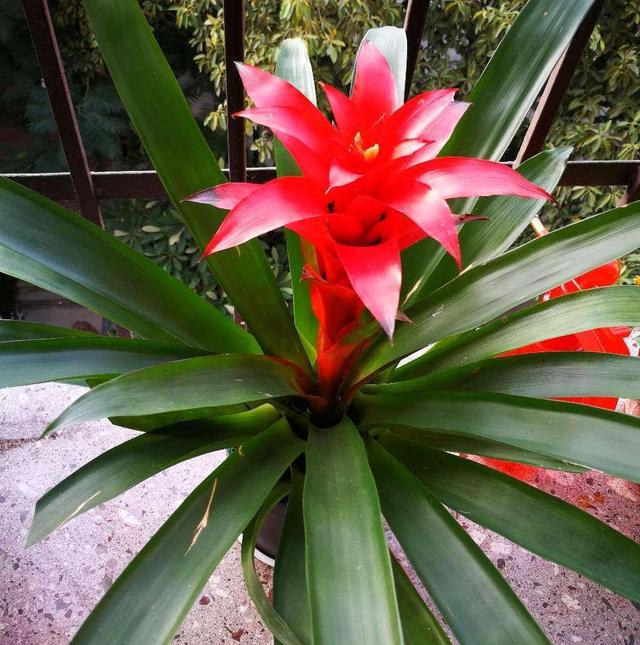 水塔花听名字就高端养护有秘诀开花时间久叶子更绿