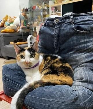 想起曾在网上看见牛仔裤猫窝,所以也将棉花塞进裤子里并调整形状,过程