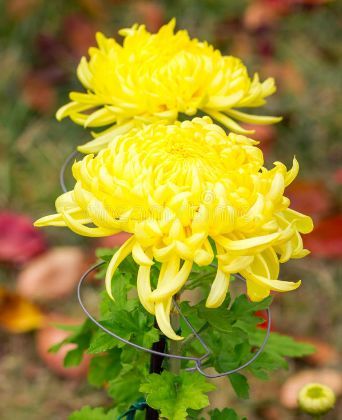 喜欢菊花,不如养盆"菊中珍品"二乔菊,似优雅莲座,起舞纷飞