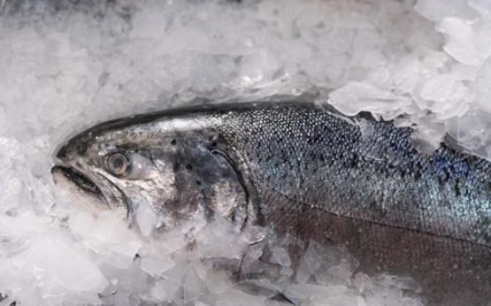 东北人在零下几十度去赶集,雪糕水果摆着卖,卖鱼的更是霸气