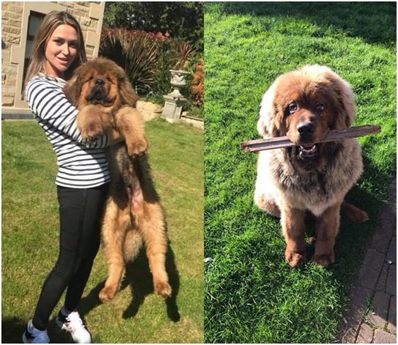 英17岁少女被恶狗撕咬 狗主人非但不阻止 还大吼让她闭嘴