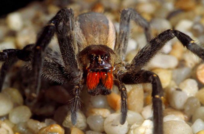 "过关被查获,当警方检验后她立马跪地痛哭|警方|盒子|蜈蚣_新浪新闻