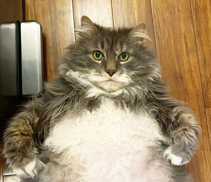 胖猫重约15公斤,被主人宠溺8年后被弃,女子花半年才给它减一斤