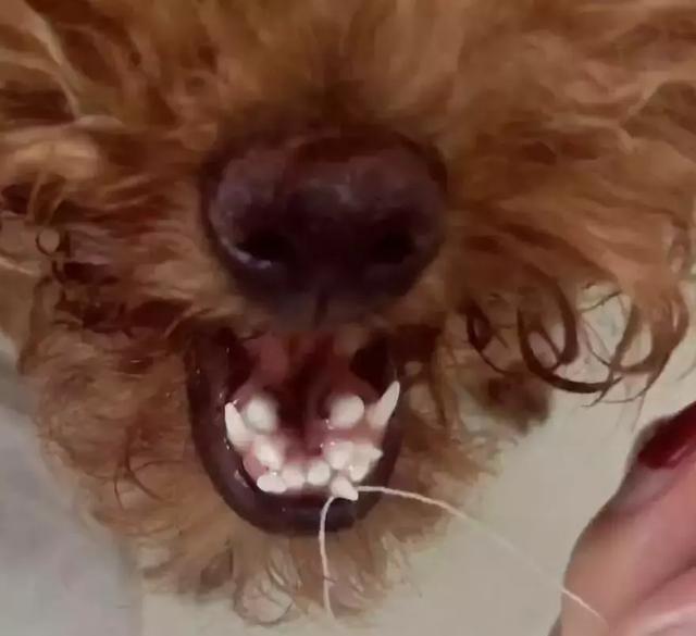 狗狗双排牙只是长多了一排牙严重可危害心脏双排牙是如何炼成