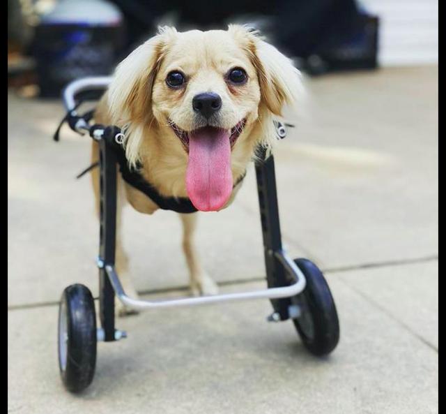 狗狗天生残疾没前肢,男孩坚持领养,还自制乐高轮椅改变它的一生