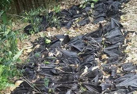 70万只澳洲蝙蝠被大火赶入城市现已横尸遍地居民担心发生疫情