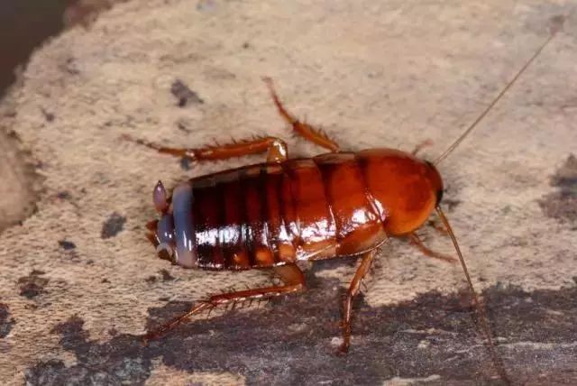 这"樱桃"又红又有肉,但是你不能吃它|雄性|螳螂_新浪新闻