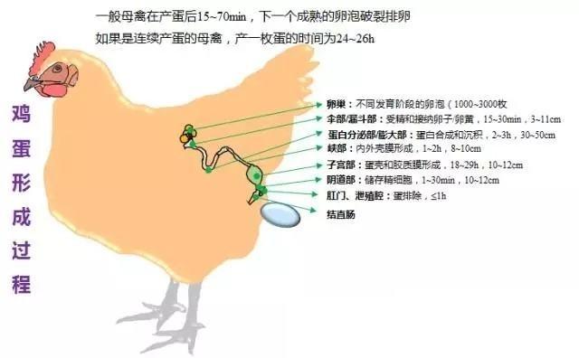 受精的是鸡蛋,不受精也是鸡蛋,母鸡没有公鸡也能生蛋?