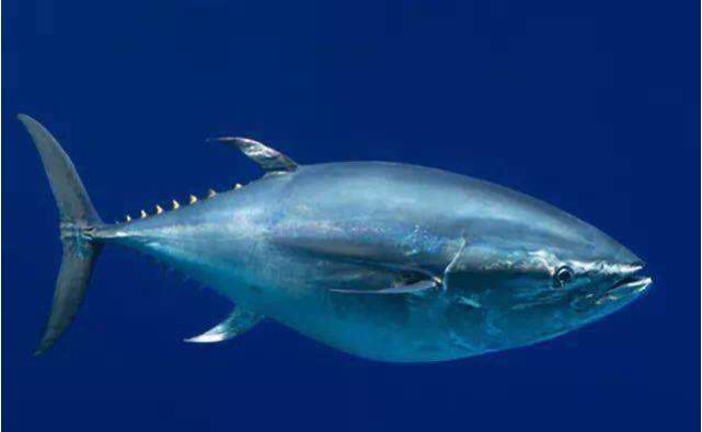 世界上"最贵"的三条鱼,一般人想吃上是奢望,一条可抵一套房