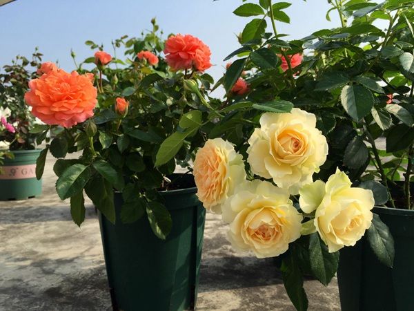 喜欢菊花,不如试试"精品月季"土星王阳台,花型大气,靓丽无比