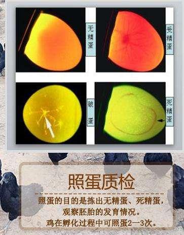 受精的是鸡蛋,不受精也是鸡蛋,母鸡没有公鸡也能生蛋?