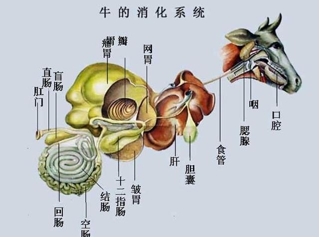 牛和鹿都可以吃肉,为什么老虎狮子吃草却要饿死?