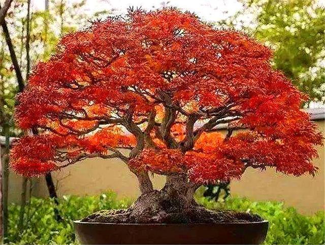 如何把盆栽红枫打造成精美盆景做好这6点叶子火红枝条优雅