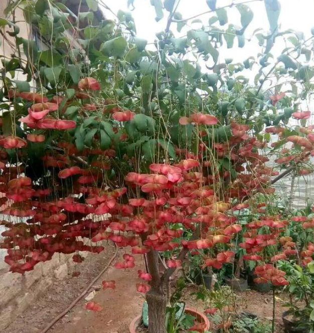 喜欢玫瑰,不如在家养盆金丝吊蝴蝶,美观大方,好运生财!