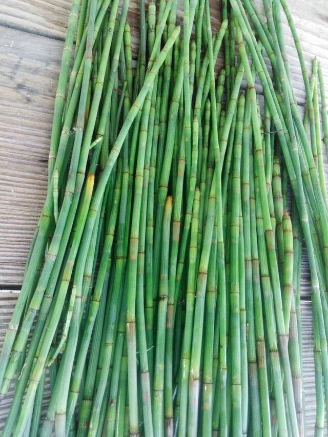 山里的野草生长旺盛茎叶一节一节有个性找个盆大家抢着要