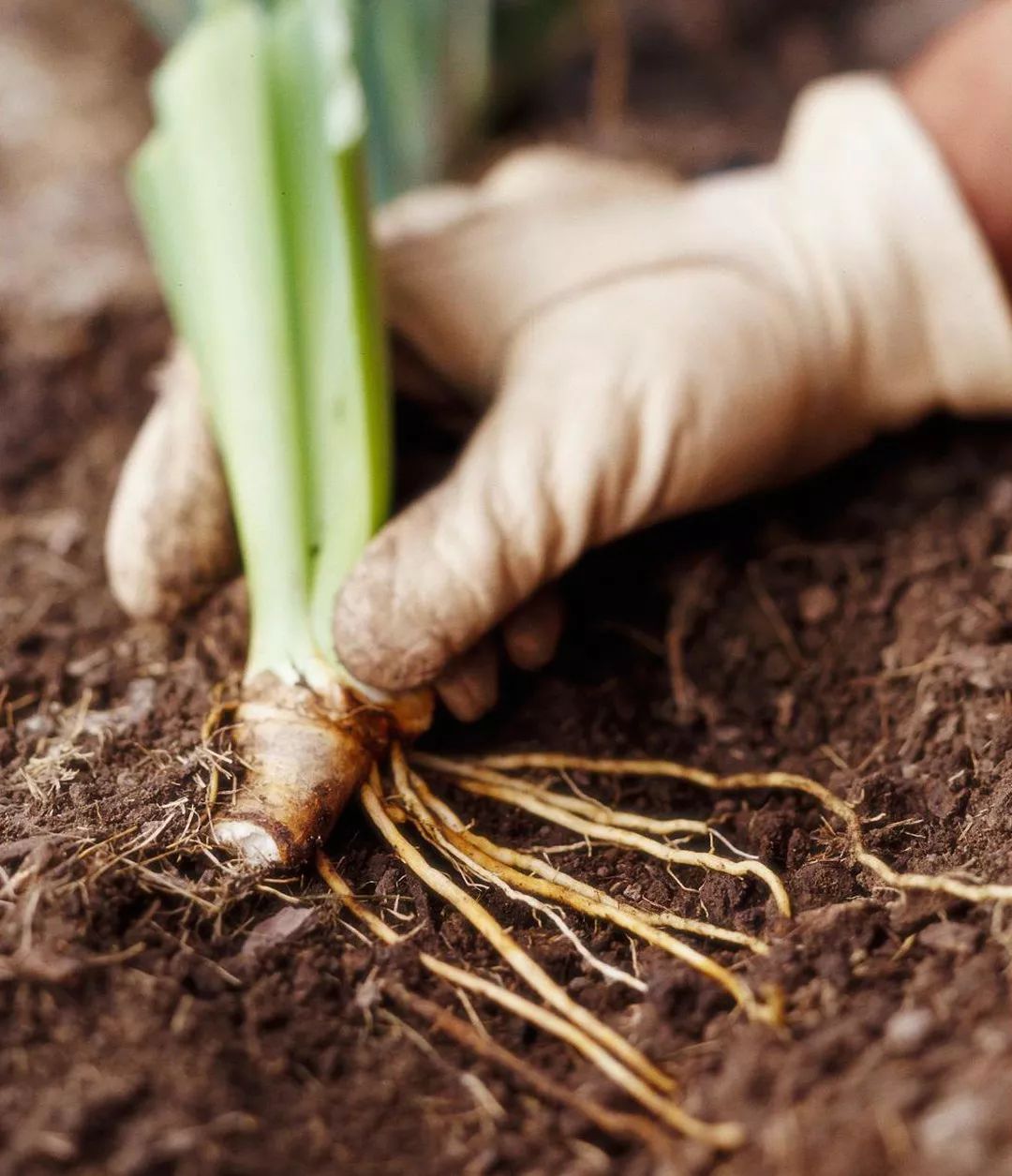鸢尾花的块茎挖起来,可不断分株繁殖,第二年就能开花