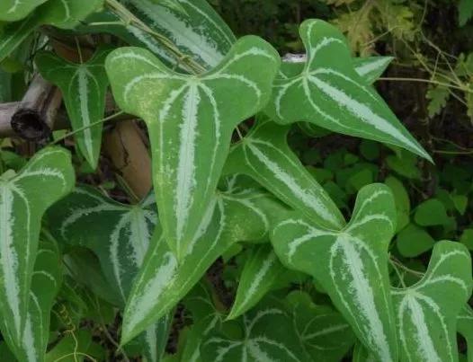 根部长相似生姜的野草,其实价值珍贵用来喂猪,植株内含"黄金"