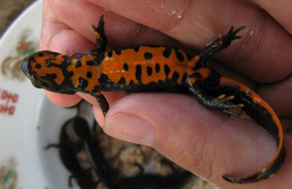 农村深山中的河里发现"四脚鱼"村里老辈人却说是娃娃鱼