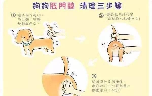 狗狗如厕后不擦屁屁不卫生?它的粪便和排便姿势